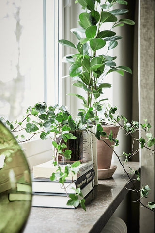house plants, sustainable interior, greenery, green design